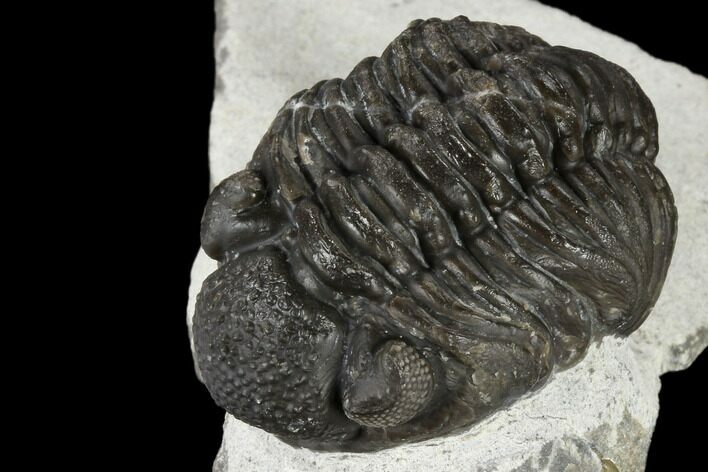 Adrisiops Weugi Trilobite - Recently Described Phacopid #115223